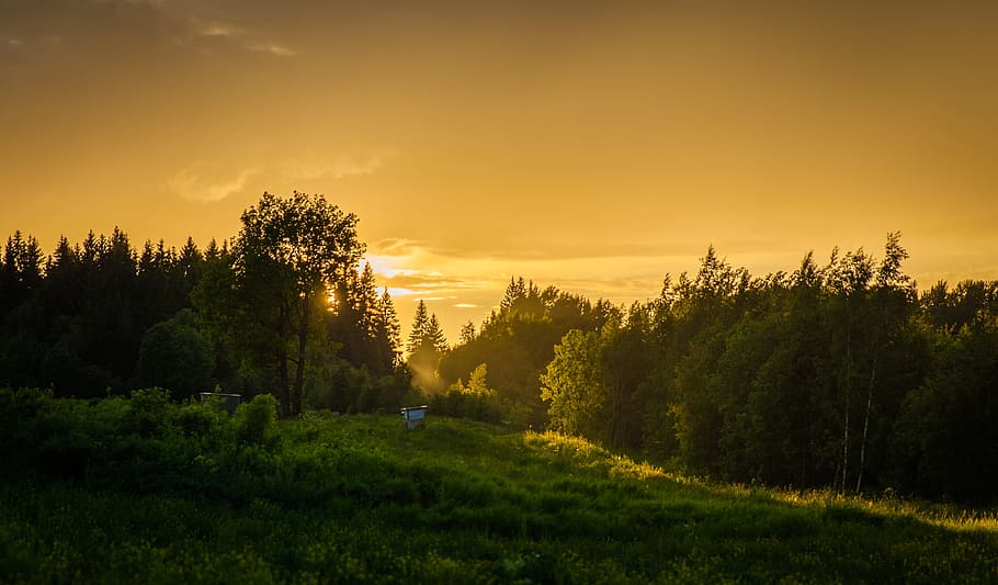 green forest field, tree, landscape, sunset, nature, russia HD wallpaper