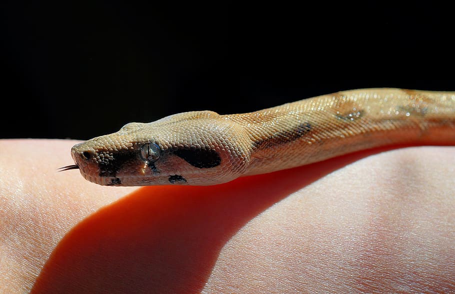 brown python on person's skin, Snake, Boa Constrictor, Head HD wallpaper