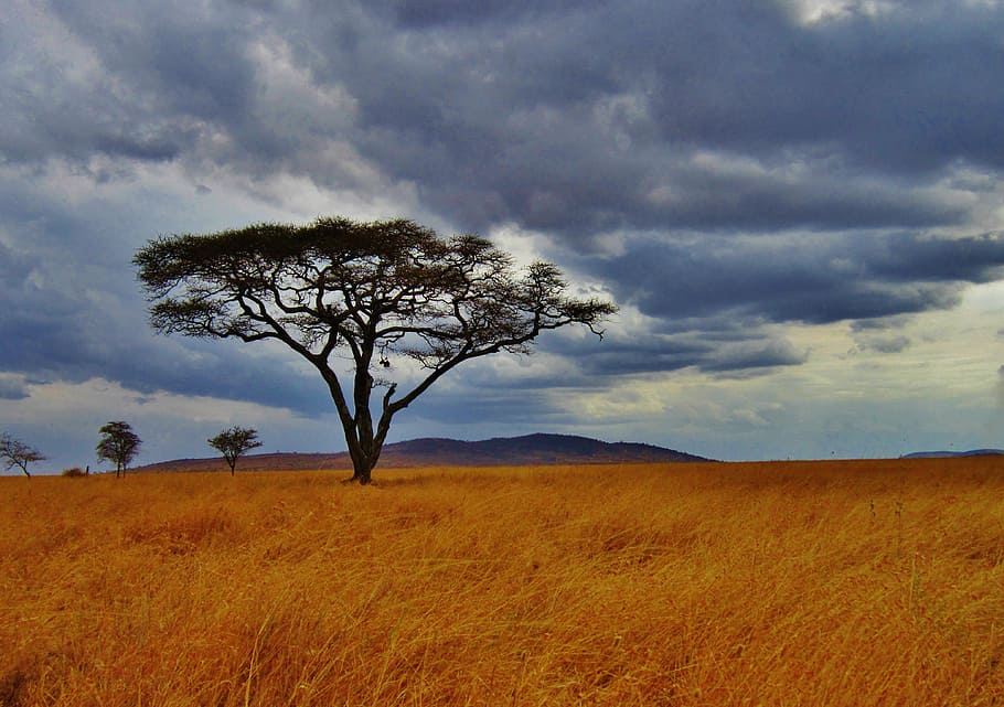 green leaf tree, acacia tree, tanzania, safari, serengeti, africa, HD wallpaper