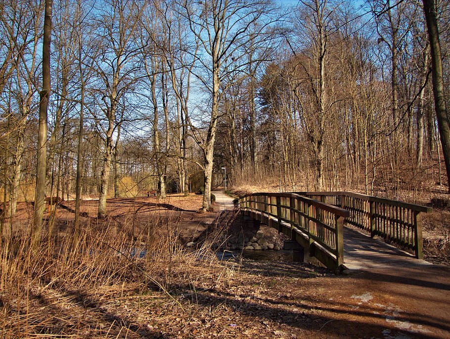 bridge, wooden bridge, web, transition, bach, forest, water HD wallpaper