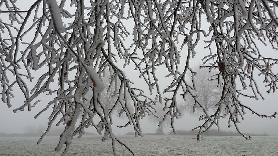 winter, ripe, branches, ice, morning frost, tree branches, plant HD wallpaper