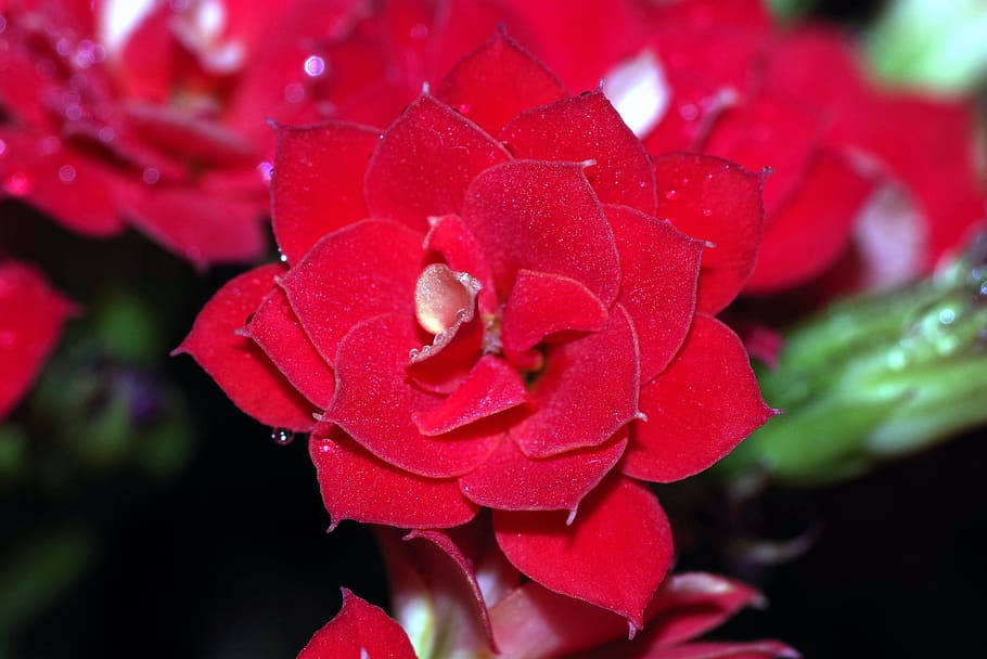 Drops, Flower, Raspberry, rosa, red, water, shine, macro, closeup HD wallpaper