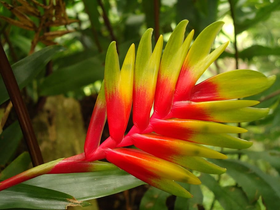 Flower, Exotic, red, nature, beauty in nature, freshness, outdoors HD wallpaper