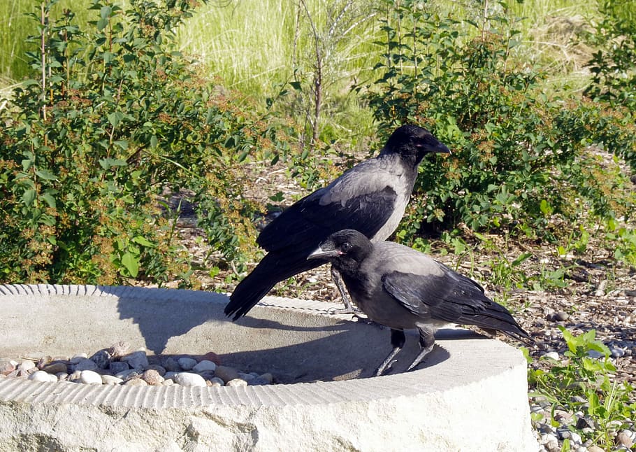 Crow, Crows, Bird, Nature, Predator, ornithology, sky, blue HD wallpaper