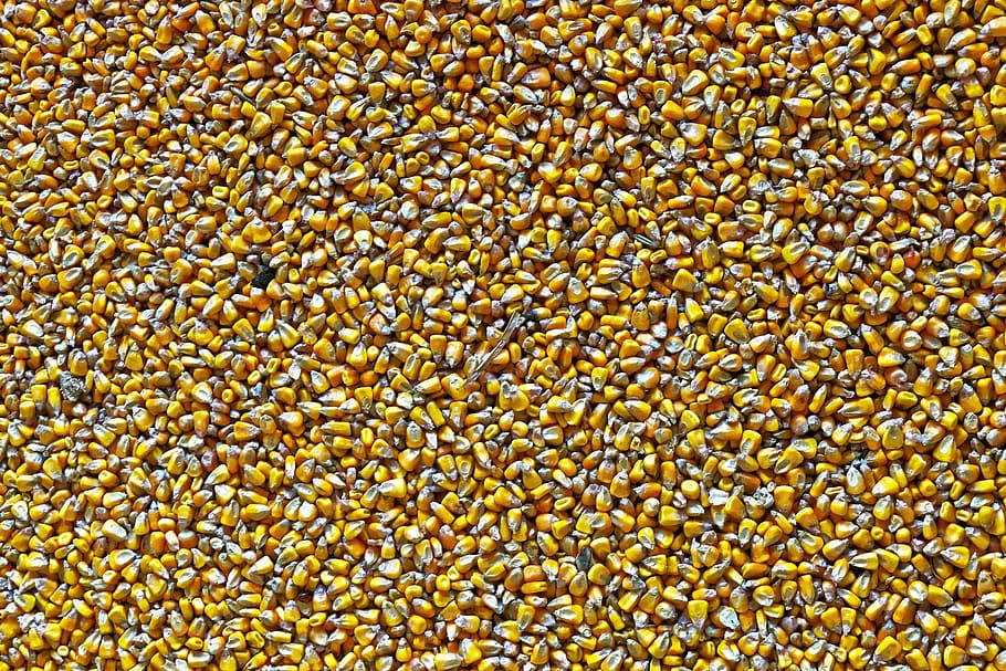 corn, fodder maize, structure, background, graphically, pattern HD wallpaper