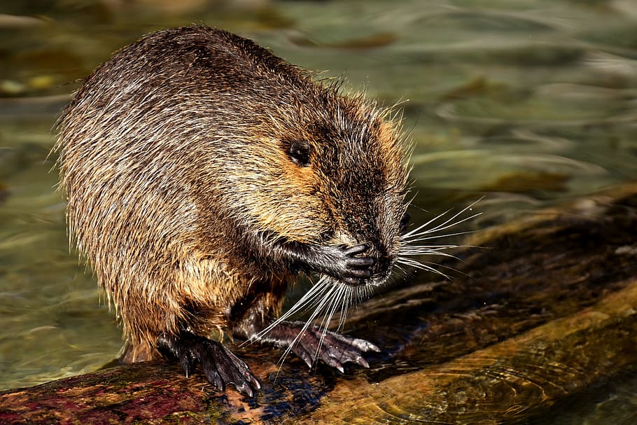 nutria, water rat, splashing, animal world, nature, fur, rodent HD wallpaper