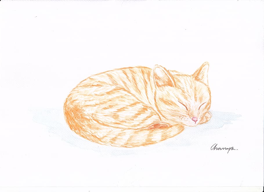 cat, asleep, cute, pets, domestic, feline, domestic cat, animal themes HD wallpaper