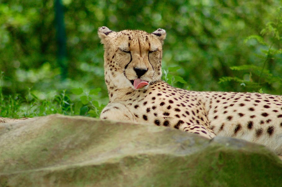 selective focus photograph of cheetah lying on grass, shallow focus photography of cheetah liking its own skin HD wallpaper