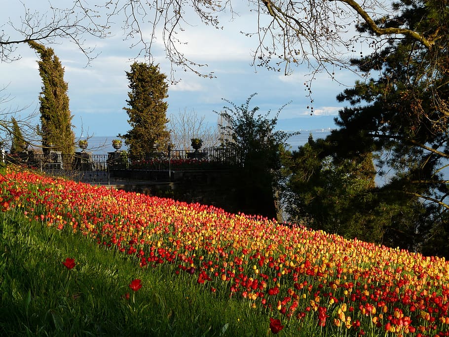 field of red flowers, Tulip, Tulips, tulip field, tulpenbluete