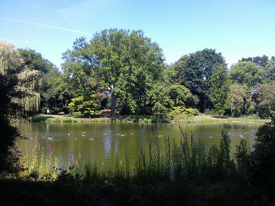 lake, parkland, trees, nature, water, river, pond, outdoors HD wallpaper