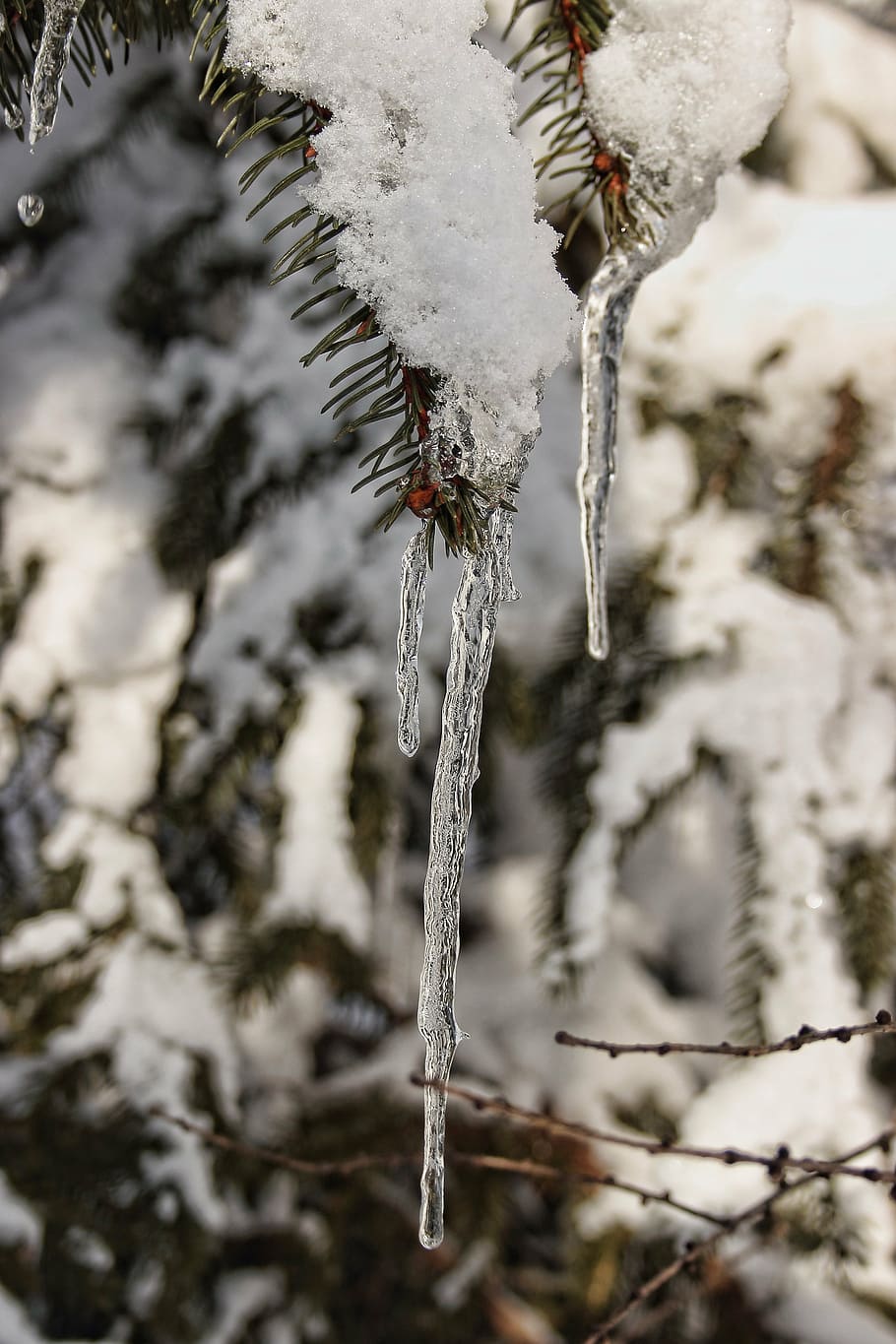 winter, snow, icicle, wintry, white, cold, snowy, nature, cold - Temperature HD wallpaper