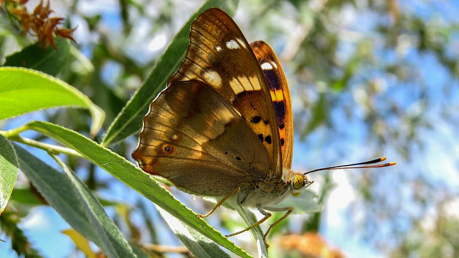 butterfly, macro, nature, insect, arthropod, flying insect HD wallpaper
