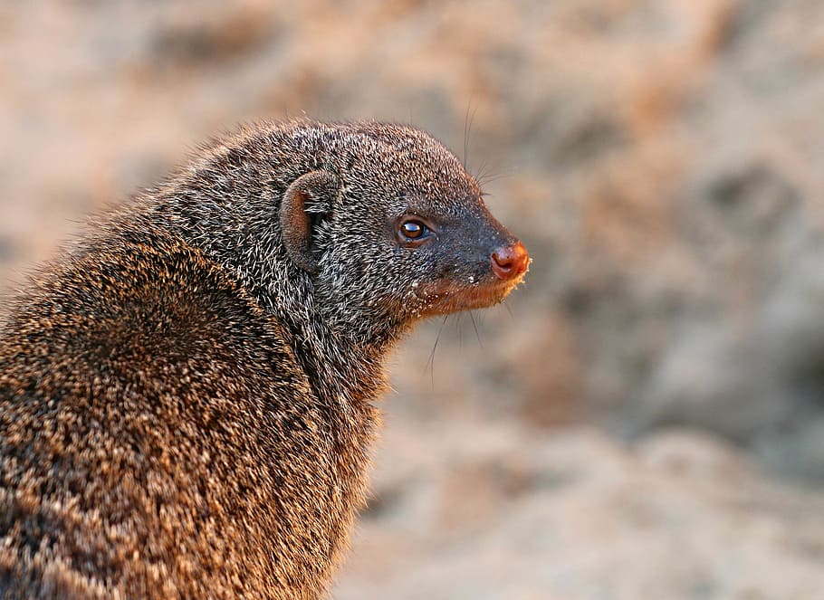 mongoose, predator, beast, snout, fur, hunter, watchman, wool HD wallpaper