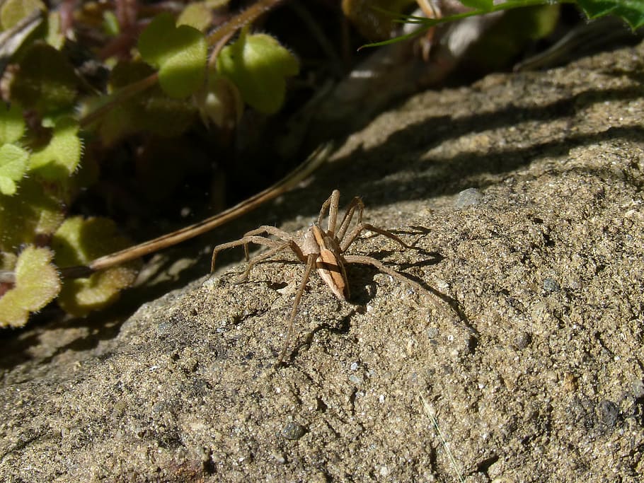spider, rock, priorat, montsant, nature, animal, wildlife, insect, HD wallpaper