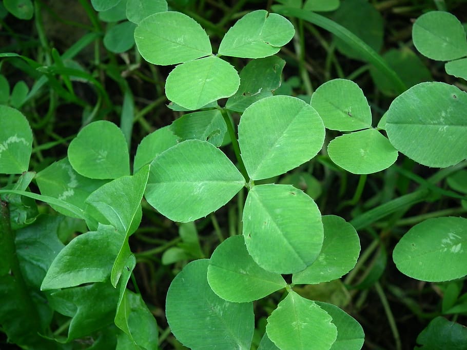 klee, leaf, plant, fresh, environment, nature, plant part, growth HD wallpaper