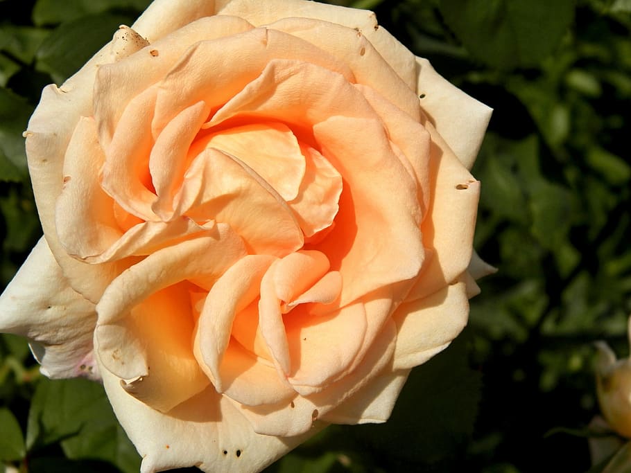 roses, garden, flowering plant, petal, rose - flower, beauty in nature HD wallpaper