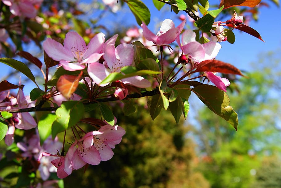 Flourishing, Tree, Pink, Spring, Garden, nature, leaf, flower HD wallpaper