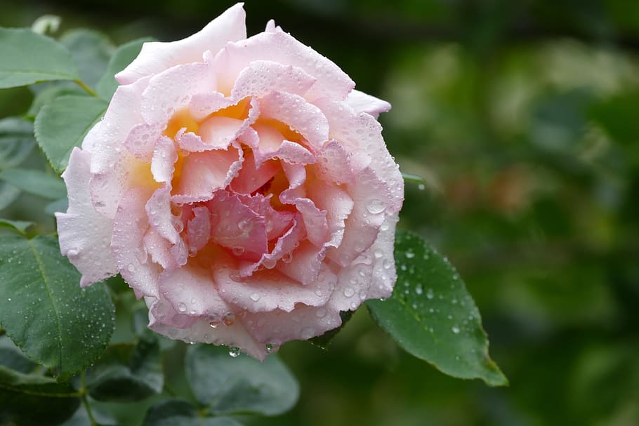 flower, leaf, plant, rose, nature, flowers, drop, flowering plant HD wallpaper
