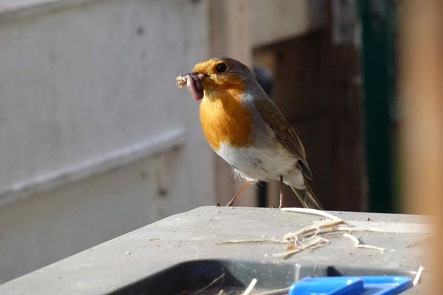 Robin, Feeding Time, Nesting, Garden, sunshine, one animal HD wallpaper