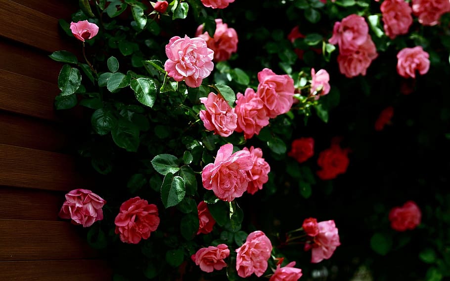 flower, wall, natural, flowering plant, beauty in nature, freshness HD wallpaper