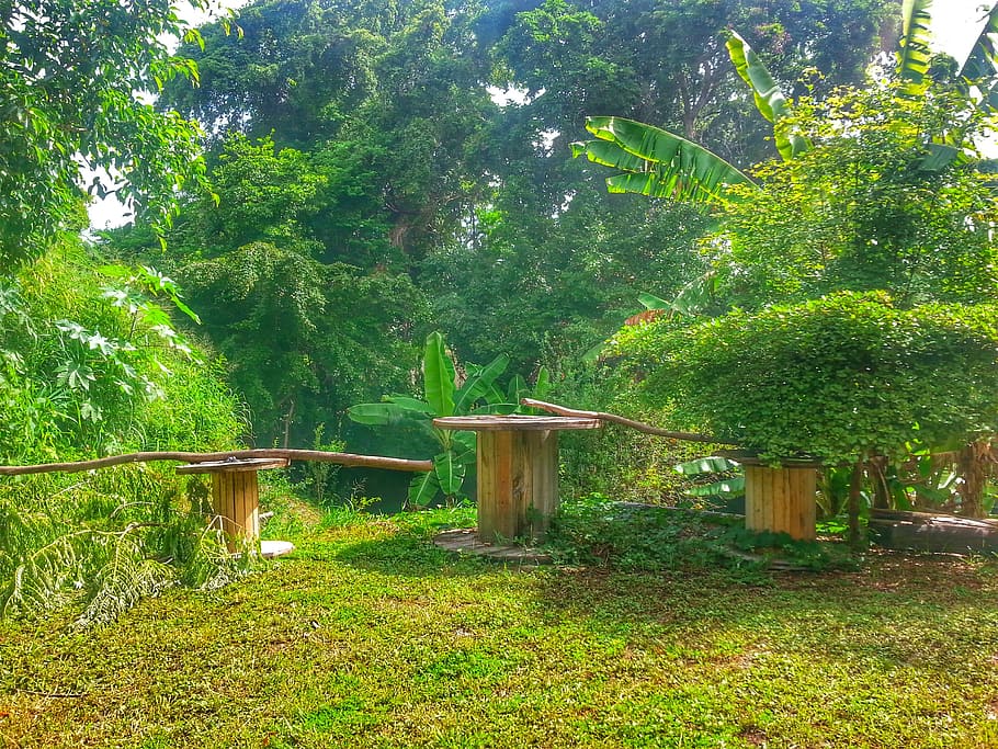 farm, tree, puerto rico, plant, growth, green color, land, nature HD wallpaper