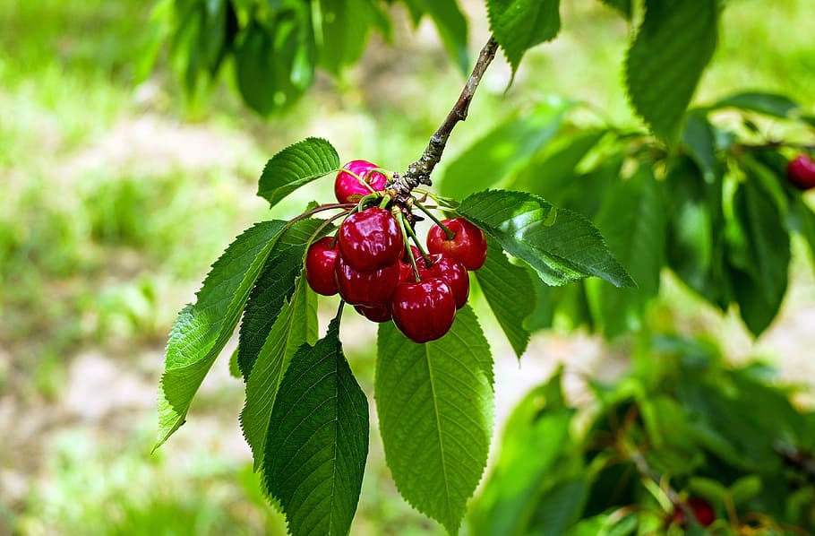 round red fruits, cherry, sweet cherry, healthy eating, leaf HD wallpaper