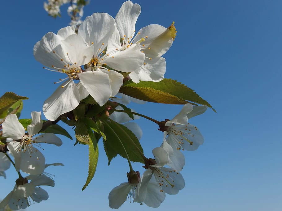 flower, blossoming cherry, spring, plant, flowering plant, fragility HD wallpaper