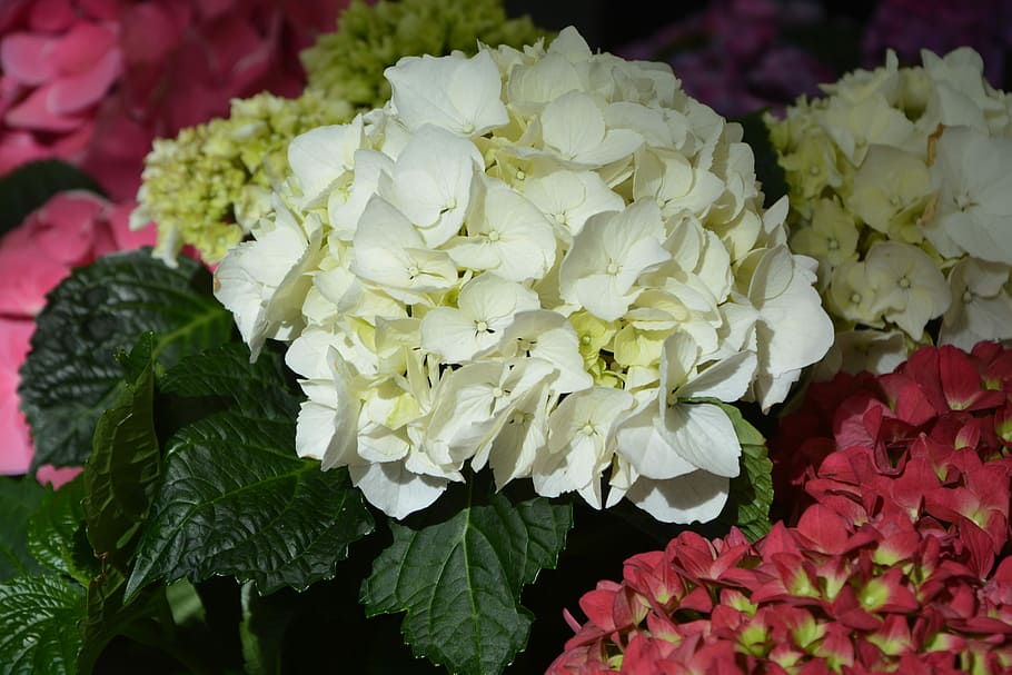 flower, white hydrangea, leaf, nature, floral, plant, floral composition HD wallpaper