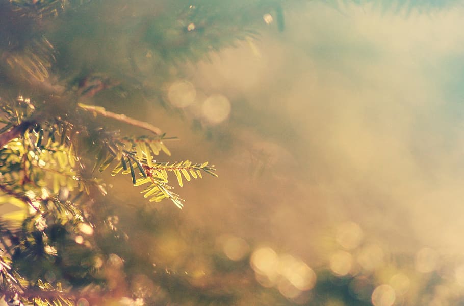 closeup photo of green leafed plant, conifer, coniferous, tree HD wallpaper