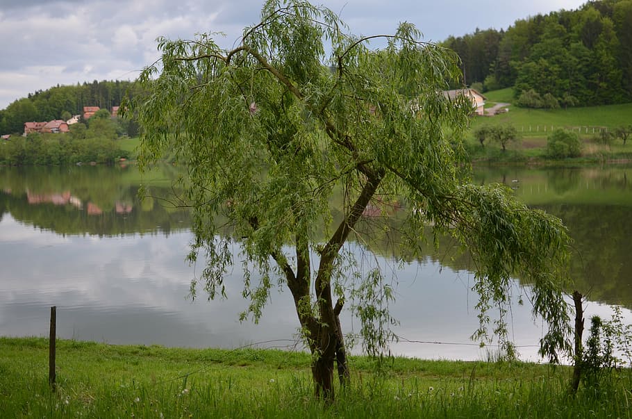 tree, lake, nature, plant, water, green color, growth, reflection HD wallpaper