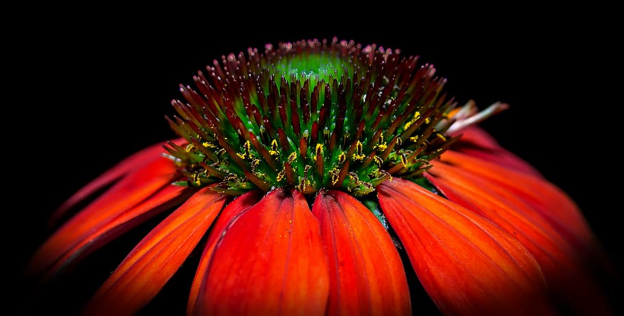 blossom, bloom, macro, pano, echinacea, flower, yellow, nature HD wallpaper
