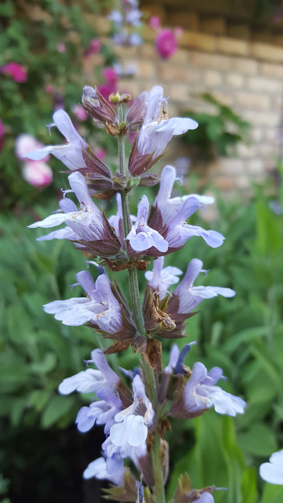 Sage, Salvia, Blossom, Bloom, Shrub, blue, purple, kitchen herb, HD wallpaper