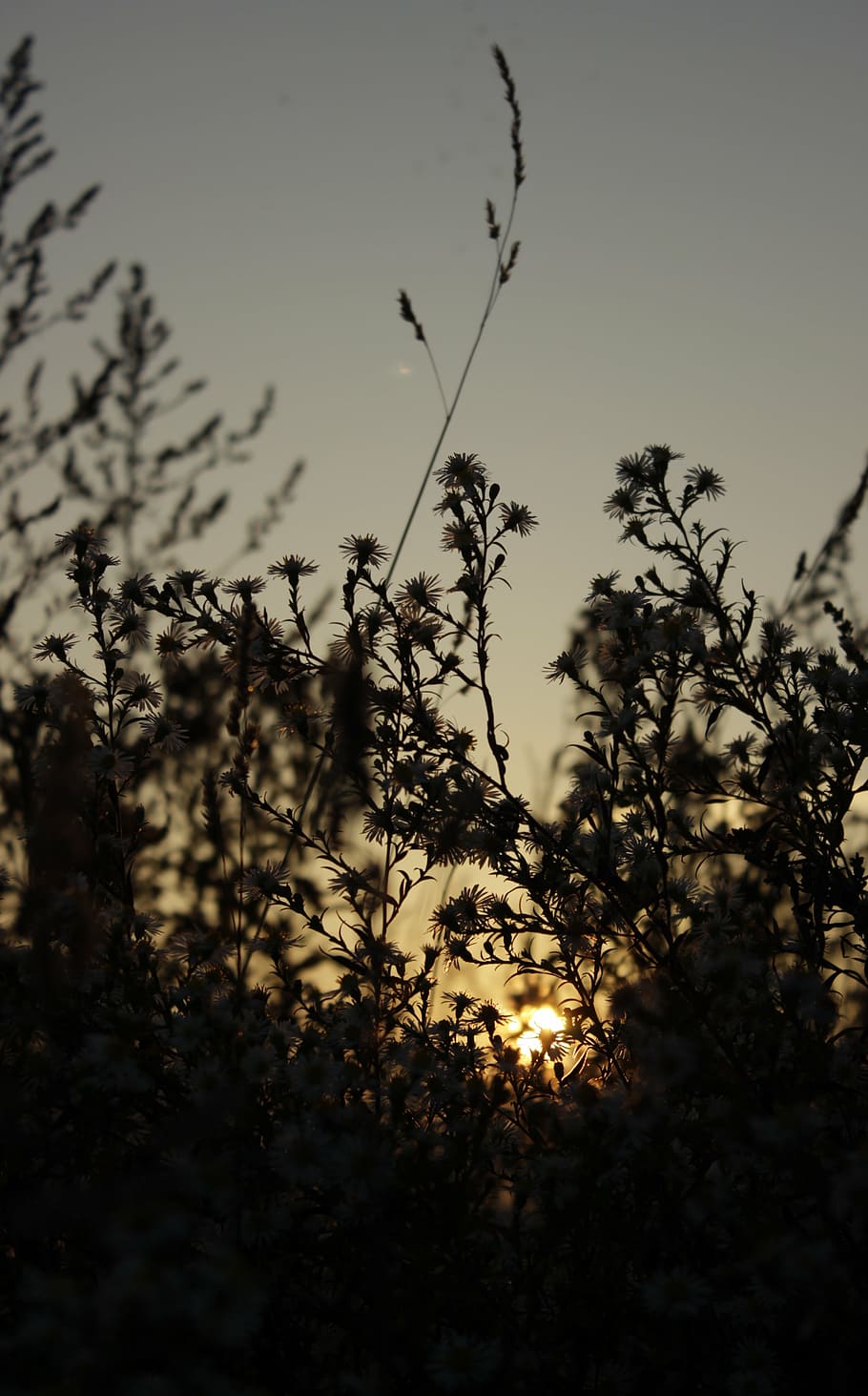 grass, nature, sun, west, autumn, flower, plant, dry grass HD wallpaper