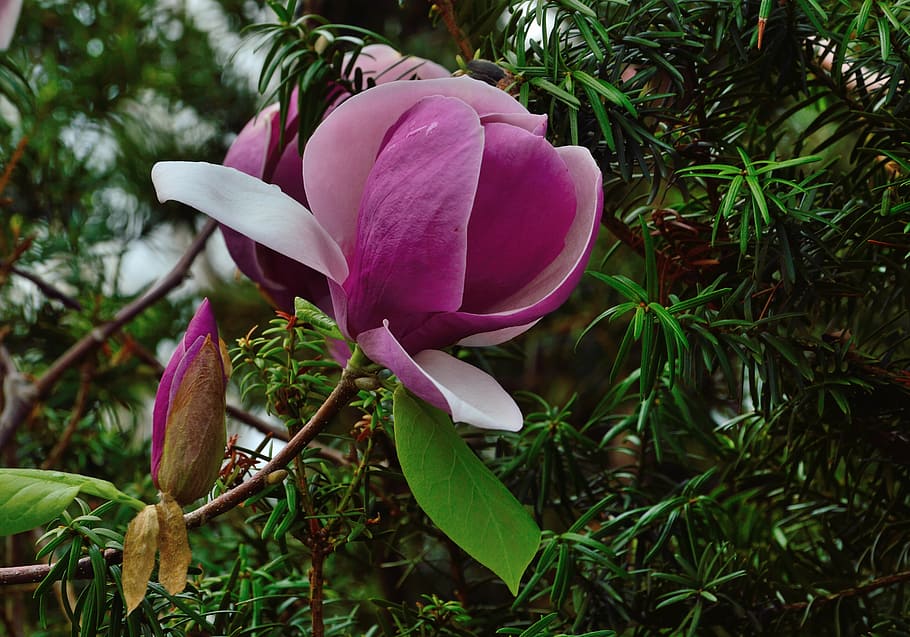 tulip tree, royal botanical gardens, hamilton ontario, flower, HD wallpaper