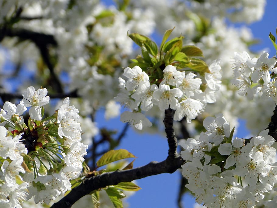 cherry blossom, flowers, spring, white, tree, pink, nature HD wallpaper
