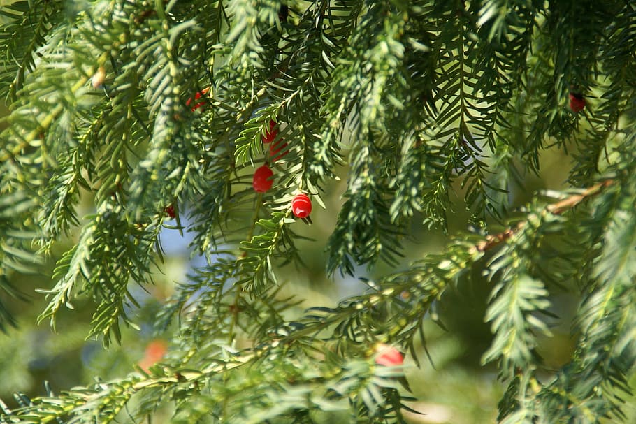 yew, tree, plant, branch, nature, green, coniferous, park, environment HD wallpaper