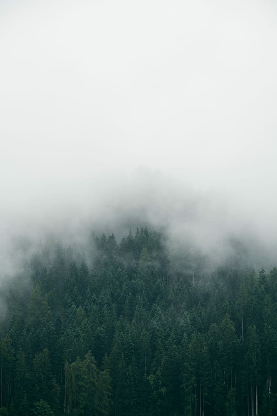 forest with foggy weather, green trees, cloud, mist, plant, beauty in nature HD wallpaper