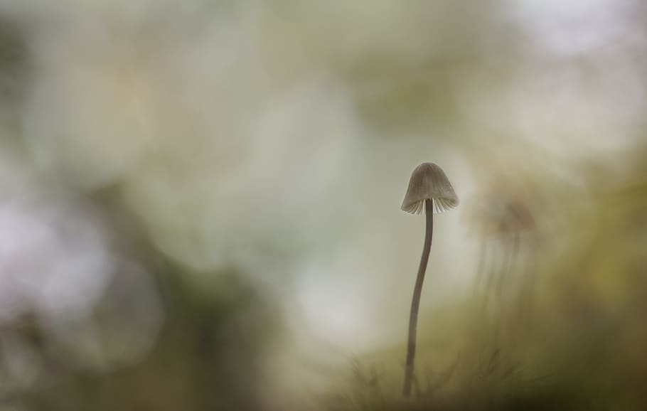 Mushroom Painting, abstract, art, blur, bokeh, daylight, delicate HD wallpaper
