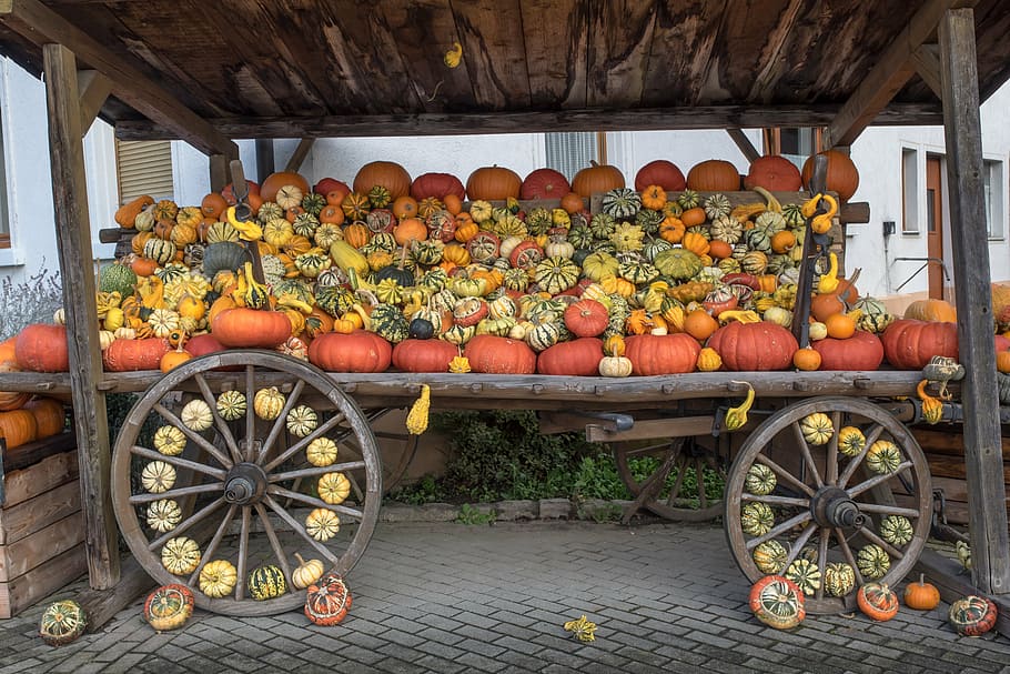 pumpkins, autumn, orange, yellow, gourd, decoration, vegetables, HD wallpaper