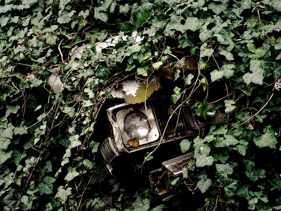 auto, wreck, scrap, oldtimer, broken, vehicle, rusted, overgrown HD wallpaper