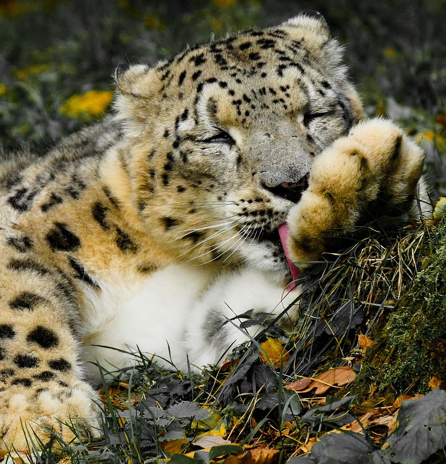 shallow focus photography of leopard cub, animals, cat, snow leopard HD wallpaper