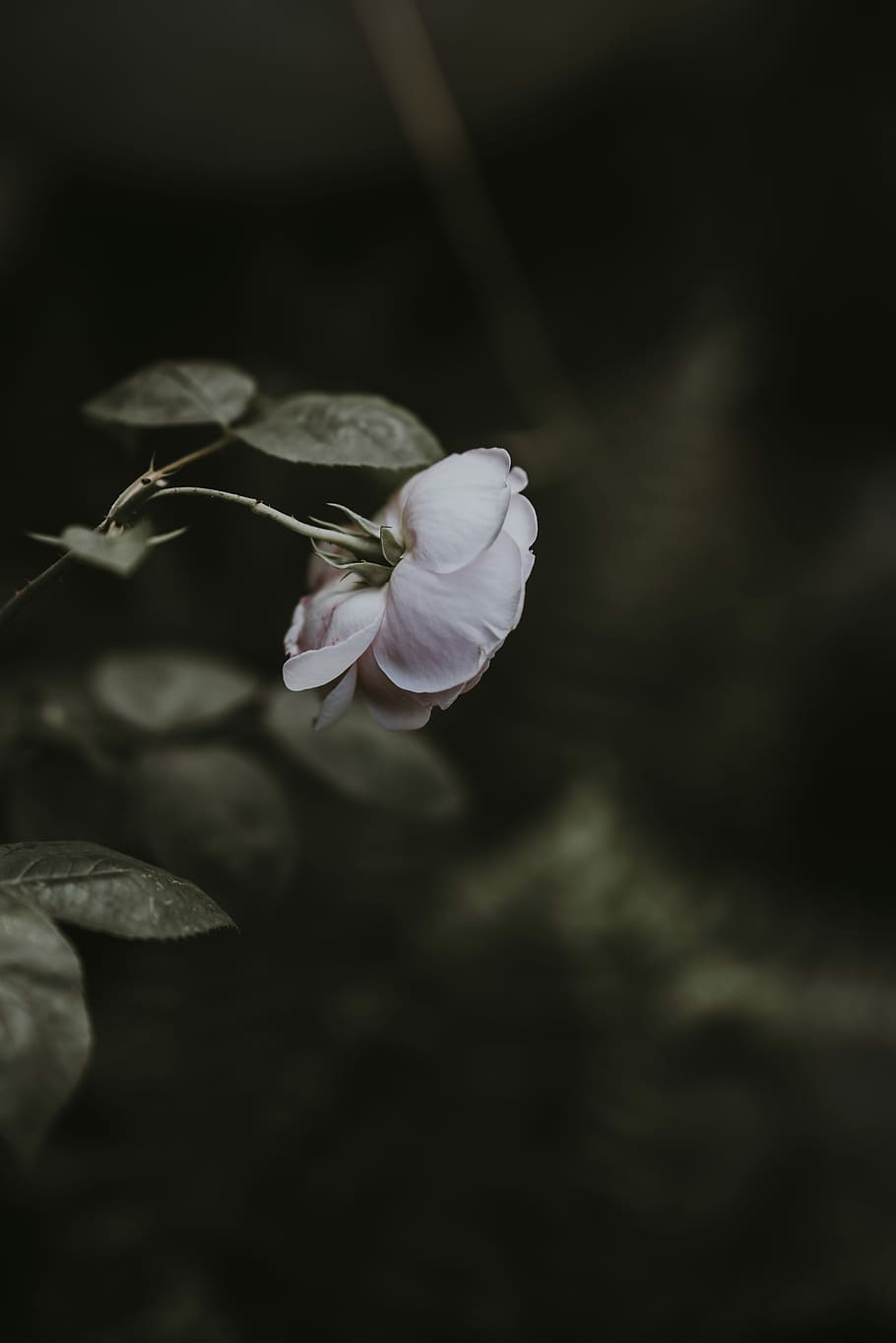 selective focus photography of white rose flower, blank space HD wallpaper