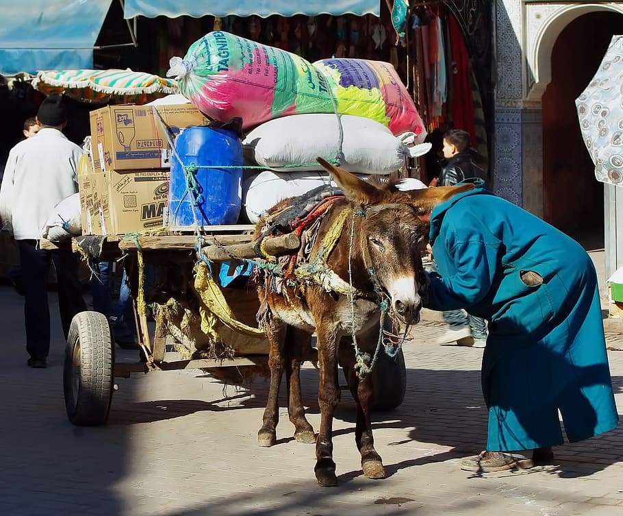 Morocco, Marrakech, Hitch, Cart, transport, loading, moke, livestock, HD wallpaper