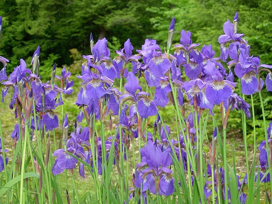 Purple Iris, Garden, summer bloom, spring, flower, nature, beauty in nature HD wallpaper