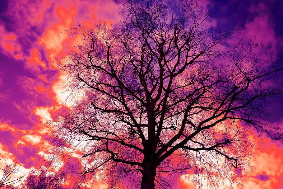 time lapse photography of tree under clouds, branch, bare tree HD wallpaper