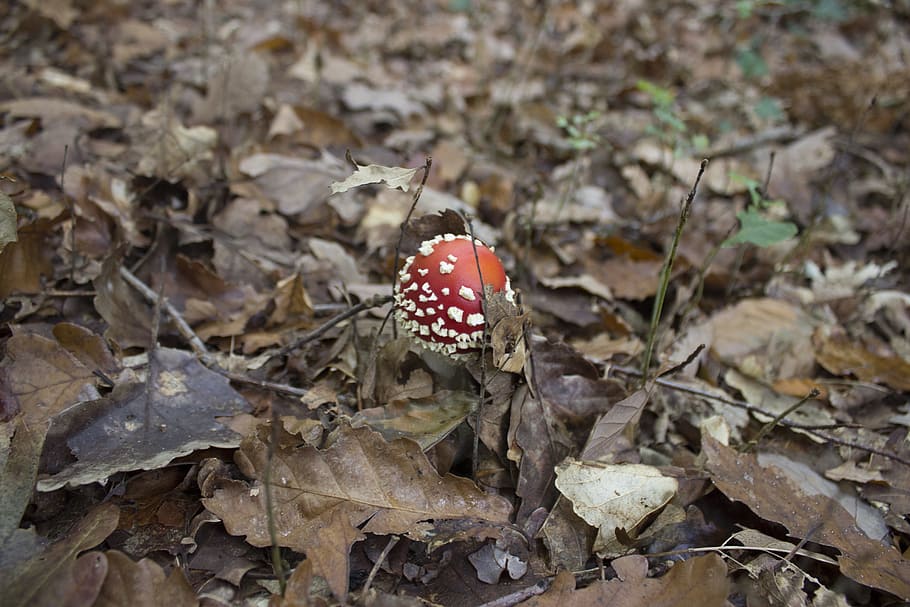 fungus, red mushroom, white, nature, poisonous mushroom, amanita, HD wallpaper