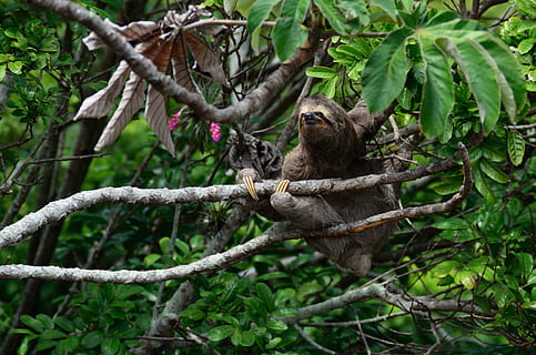 Sloth on green tree, forest, wildlife, nature, animal, mammal HD wallpaper