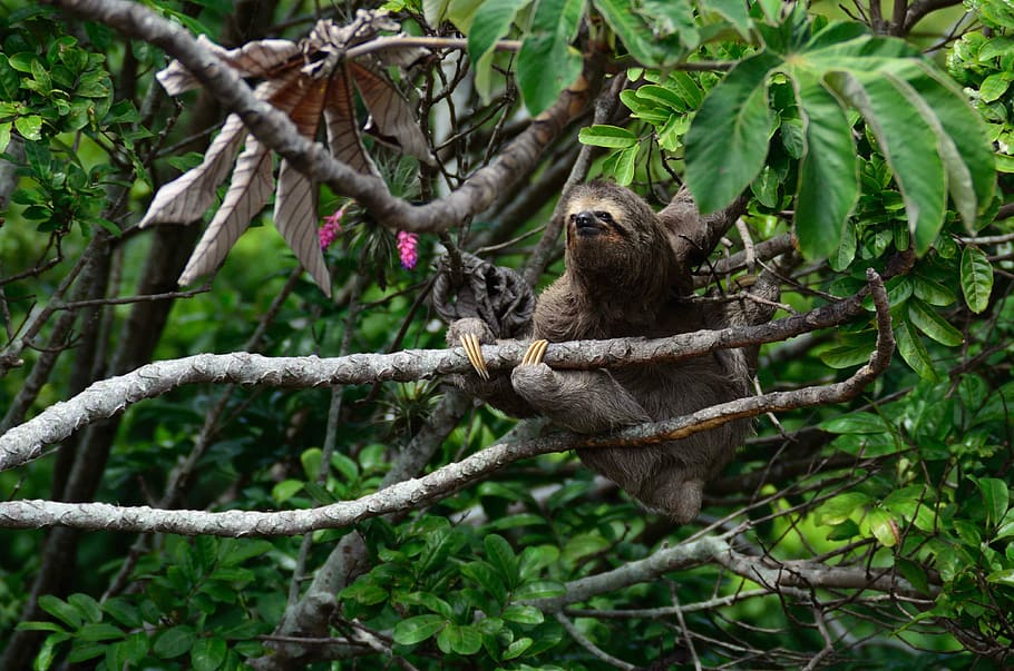 Sloth on green tree, forest, wildlife, nature, animal, mammal HD wallpaper