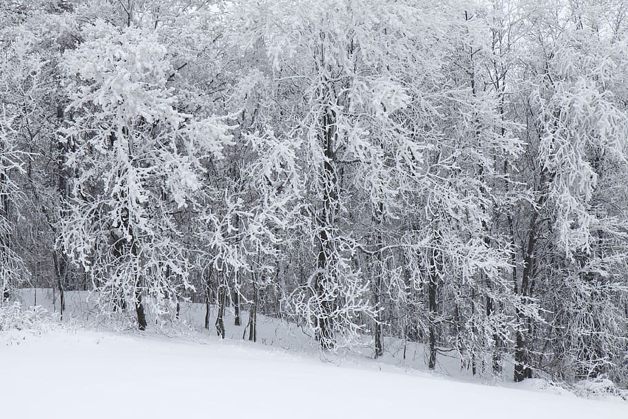 Cold, Covered, Forest, Frost, Ice, landscape, nature, scene HD wallpaper