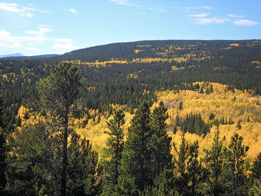 Landscape, Trees, Yellow, Gold, Season, aspen, fall, colorado scenic HD wallpaper